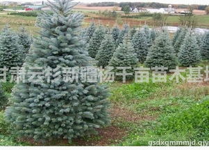 哈尔滨绿化苗木基地， 美丽家园的守护者