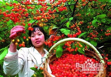 樱桃种植方法有哪些？如何科学管理
