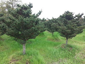 朋友送的五针松，值多少钱？