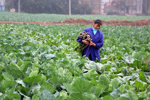香菜：喜阴且不需要太多管理