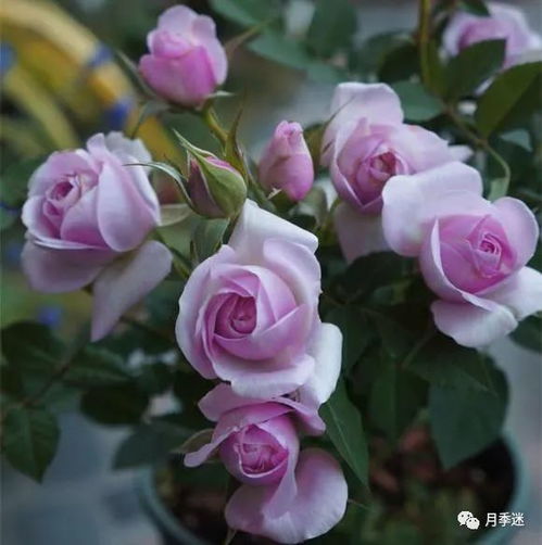 月季修剪的造型