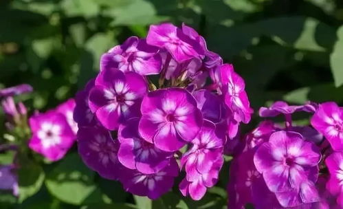 南方的“温暖伴侣”