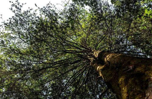 营养杯中的秘密