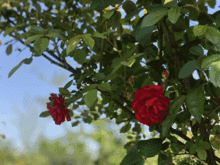 节日和特殊场合：月季销售的重要推动力