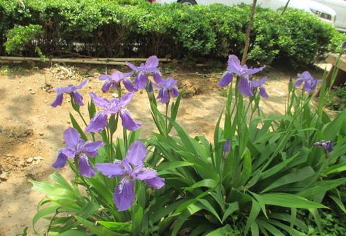 耧斗菜：春季到夏季的美丽使者