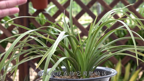 兰花冬季施肥，如何保证营养充足