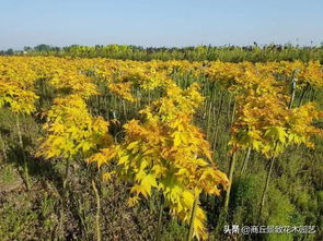 紫荆的家族背景
