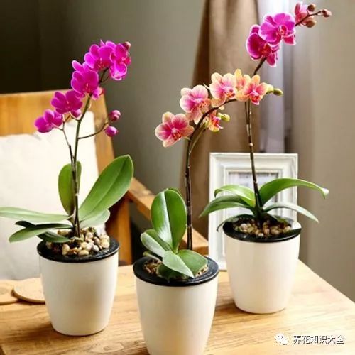 蝴蝶兰冬春不开花？冬季催花技巧大揭秘！