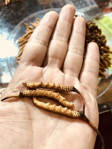 虫草价格大揭秘：不同等级虫草多少钱一克