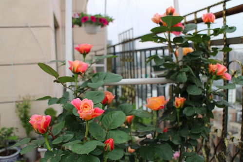 六、 买月季学问大