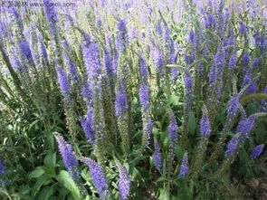 中草花的多样品种介绍