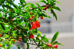 石榴花开，幸福满枝头