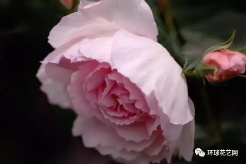 月季大千世界中的瑰宝