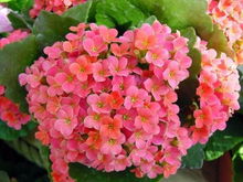 定向杂交的黄金法则