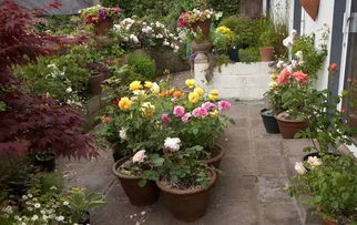 二、施肥不可少