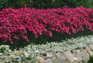 种植地点的讲究