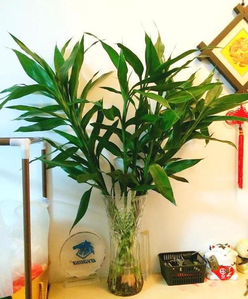 富贵竹营养液怎么做？用这3招