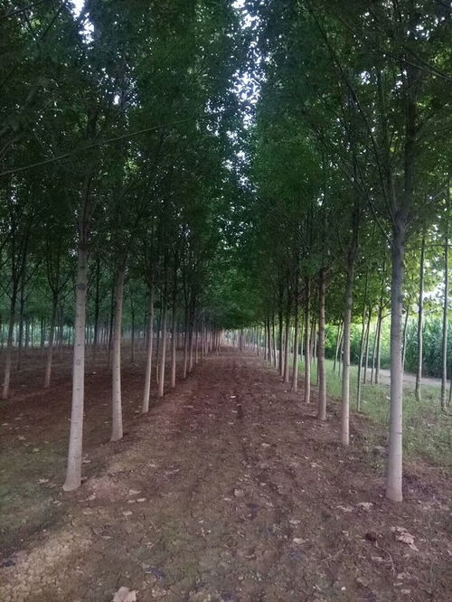 五角枫的成长之旅