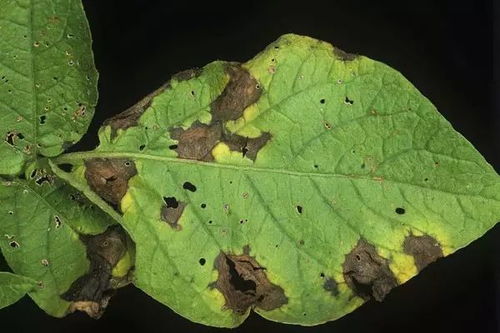 苯醚甲环唑：黄瓜黄斑病的“克星”