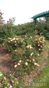 月季园的种植与管理