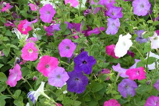 花儿们的多彩世界