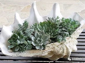 不锈钢盆养花，注意事项