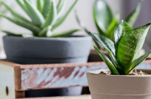 虎皮兰的移植方法