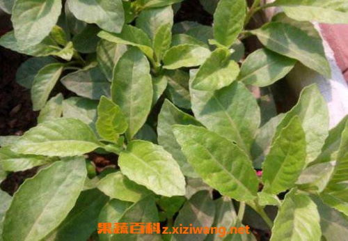 白子菜怎么吃最营养？它的功效与作用你知道吗
