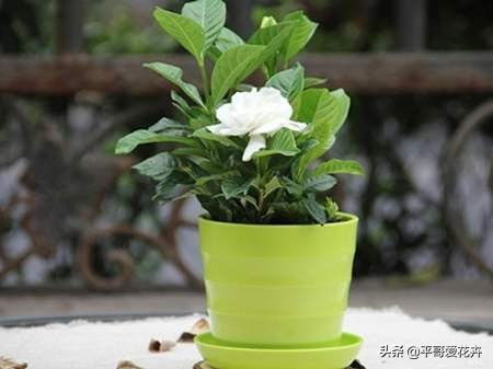 栀子花怎么养？教你几招养出茂盛栀子花