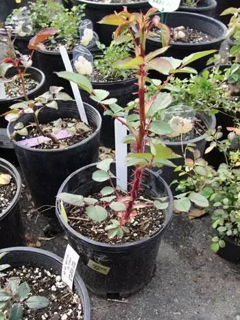 月季花扦插繁殖具体步骤是怎样的？能否详细介绍一下