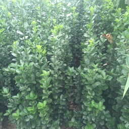 黄杨，你了解多少？