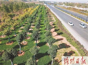 三、经济效益高的绿化苗木