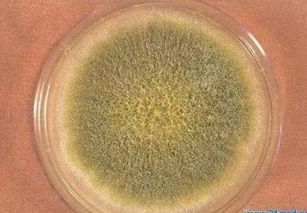 剂量和时间：怎么掌握？