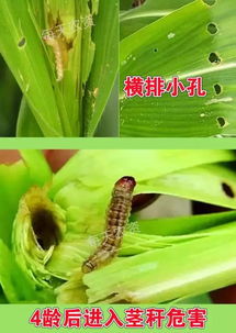 玉米虫害，我们该怎么办？