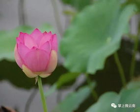 种植小技巧大揭秘：荷花与睡莲，它们到底有啥不一样？