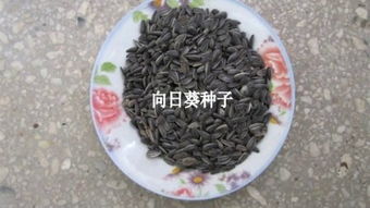 五角枫种子的泡水技巧