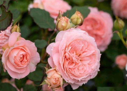 病虫害：月季的“健康杀手”