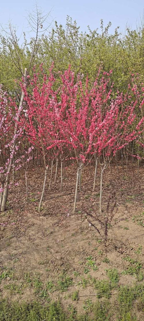 紫叶碧桃的繁殖：多样的选择