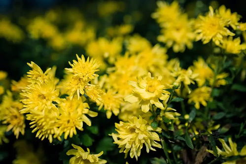 二、 寒露时节，适合种植的花卉