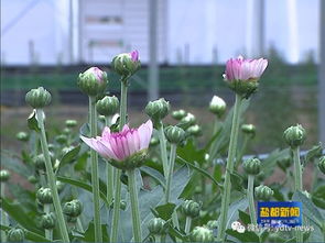 经济账对比（亩均）