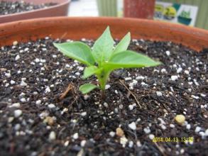 放水时间， 堪天行事