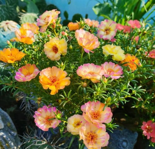 太阳花的顽强生命力