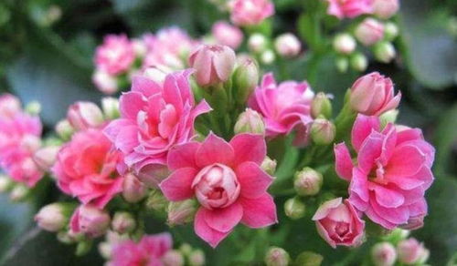 花海中的小秘密