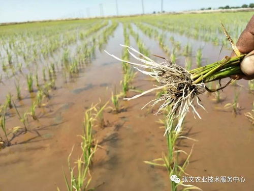 水稻秧苗黄化原因及对策