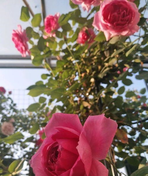 大英雄：丰花藤本月季， 红得耀眼