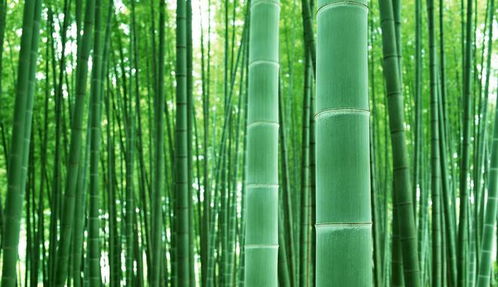 如何科学管理小竹子的生长环境，使其更旺盛地生长
