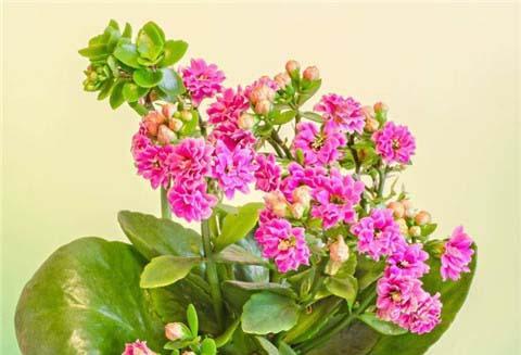 夏天长寿花为何不长反而变黄？揭秘原因与养护技巧