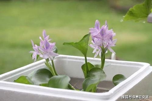 室内水养适合养哪些花？有没有适合家里养的水生植物大全推荐