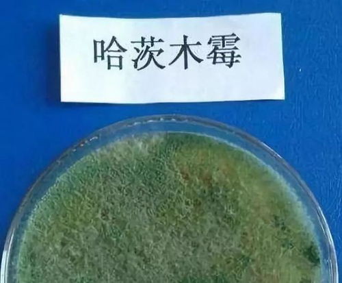 月季用多菌灵还是代森锰锌？