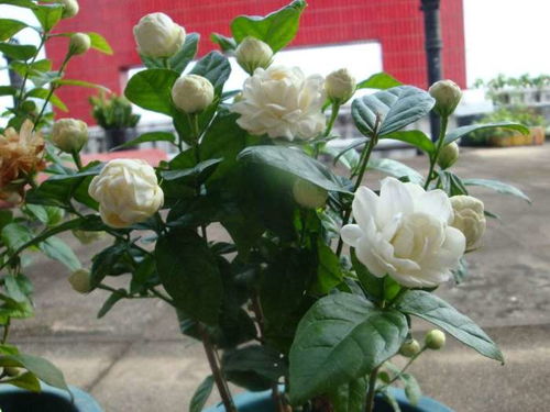 具体价格还需当地市场情况而定，白玫瑰花期与春夏季节紧密，现在正欣赏白玫瑰绝佳时期。